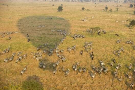 Heissluftballonflug Serengeti