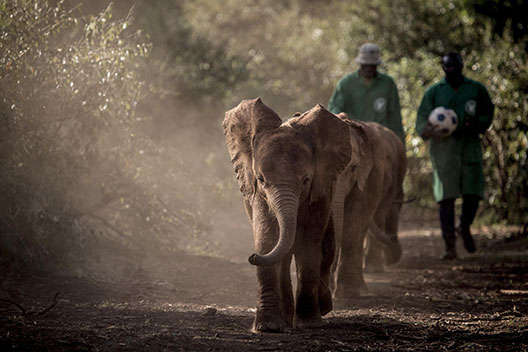 Daphne Sheldrick