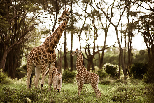 Giraffe Manor und Karen Blixen