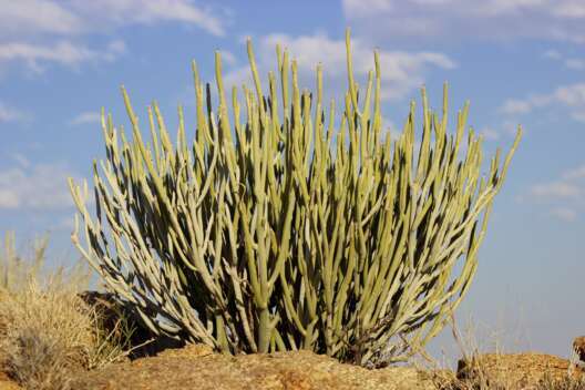 Living Desert
