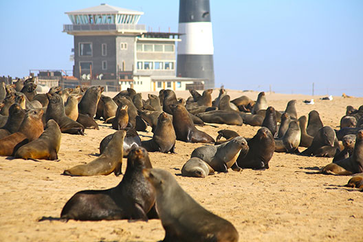 Walvis Bay Bootsfahrt