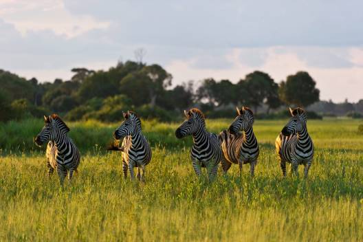 Botswana Botswana Reisen