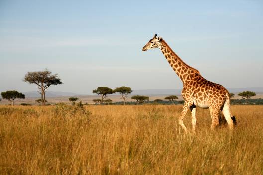 Kenya