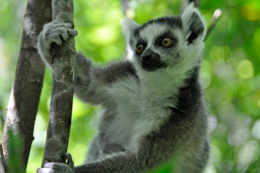 Madagaskar