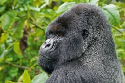 Ruanda