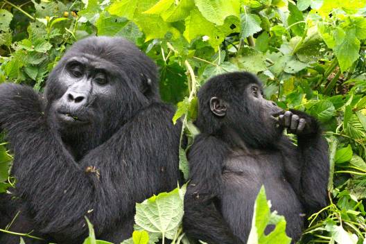 Uganda